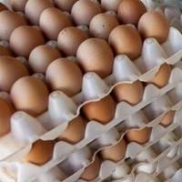 تخم مرغ کارتن کش