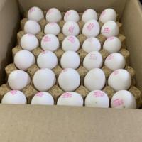 تخم مرغ کارتن کش